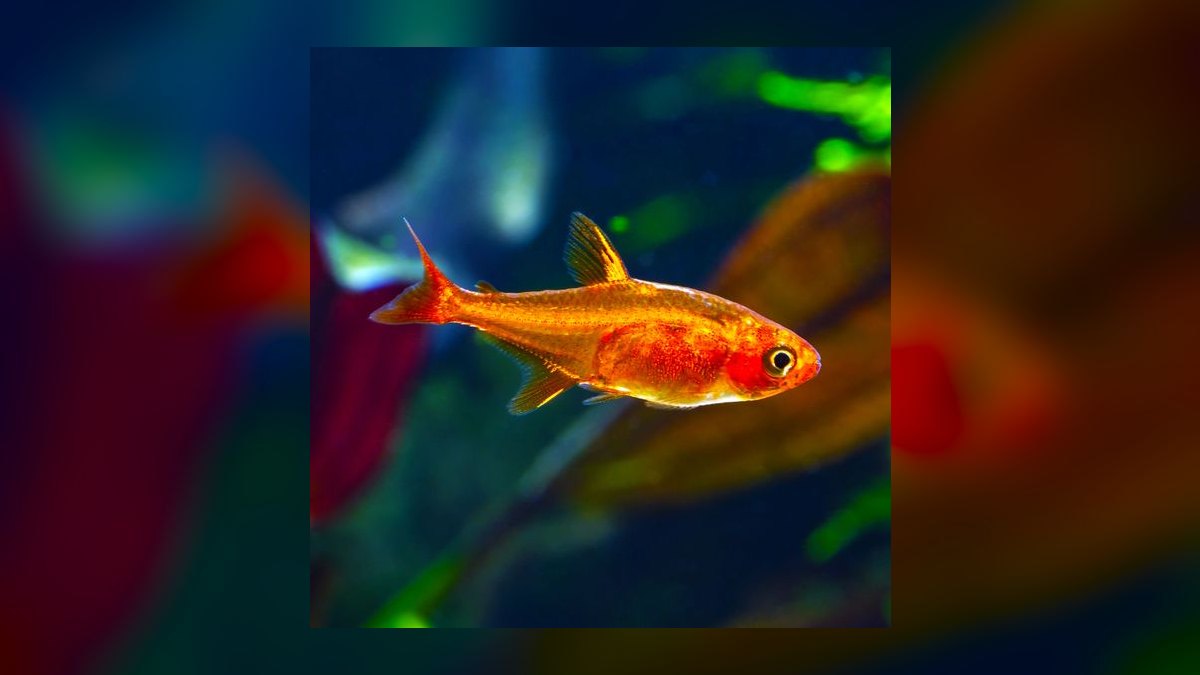 Top 10 Nano Fish Species for 10-Gallon Planted Aquariums in 2027