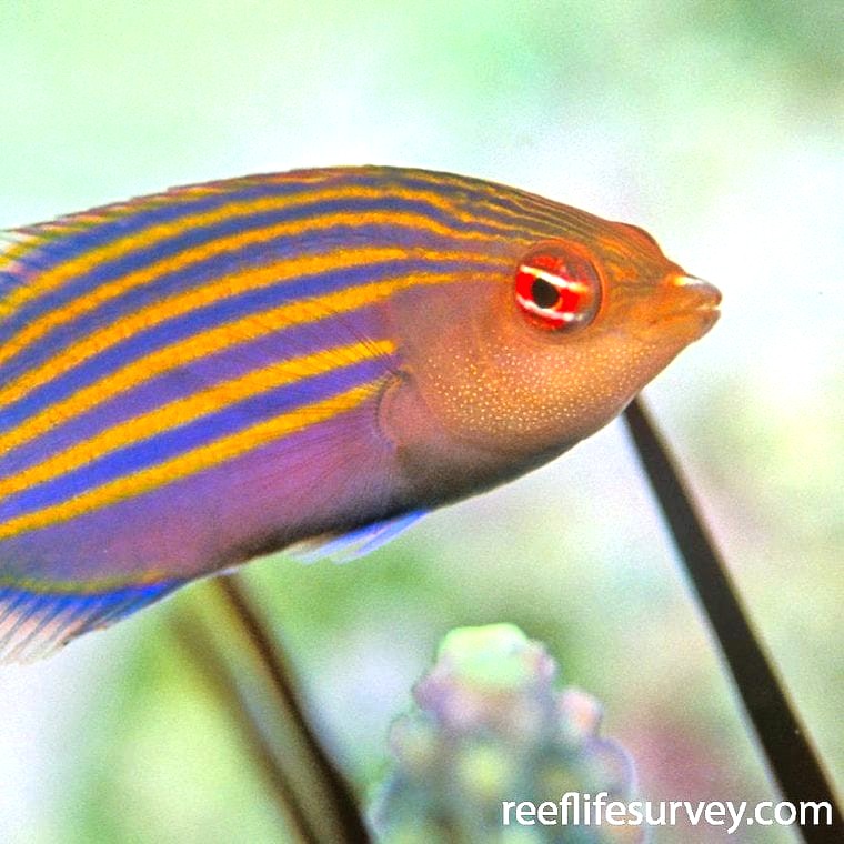 Six-Line Wrasse (Pseudocheilinus hexataenia)