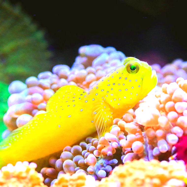Yellow Watchman Goby