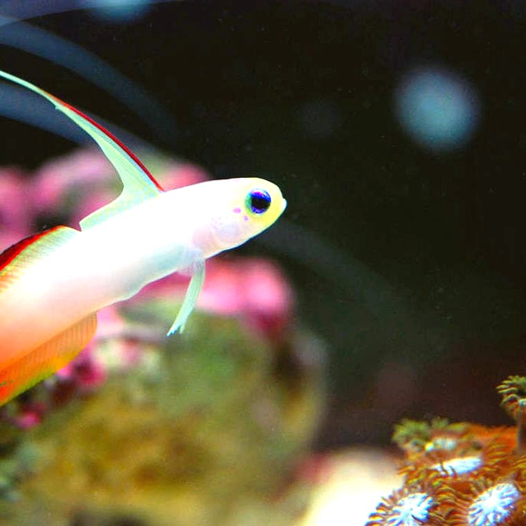 Firefish Goby (Nemateleotris magnifica)