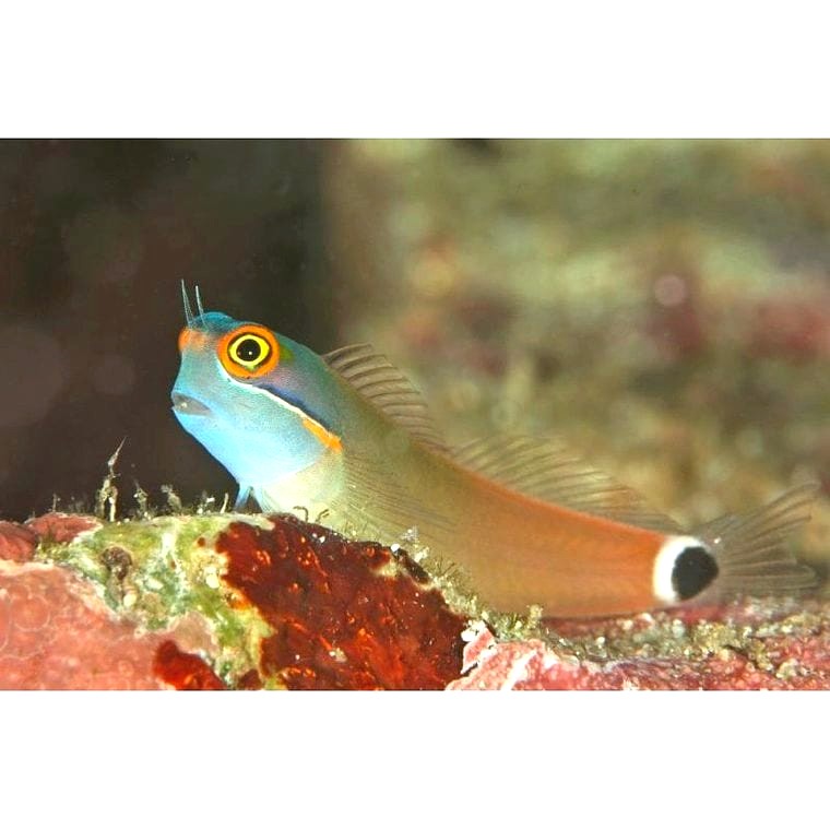 Tailspot Blenny (Ecsenius stigmatura)