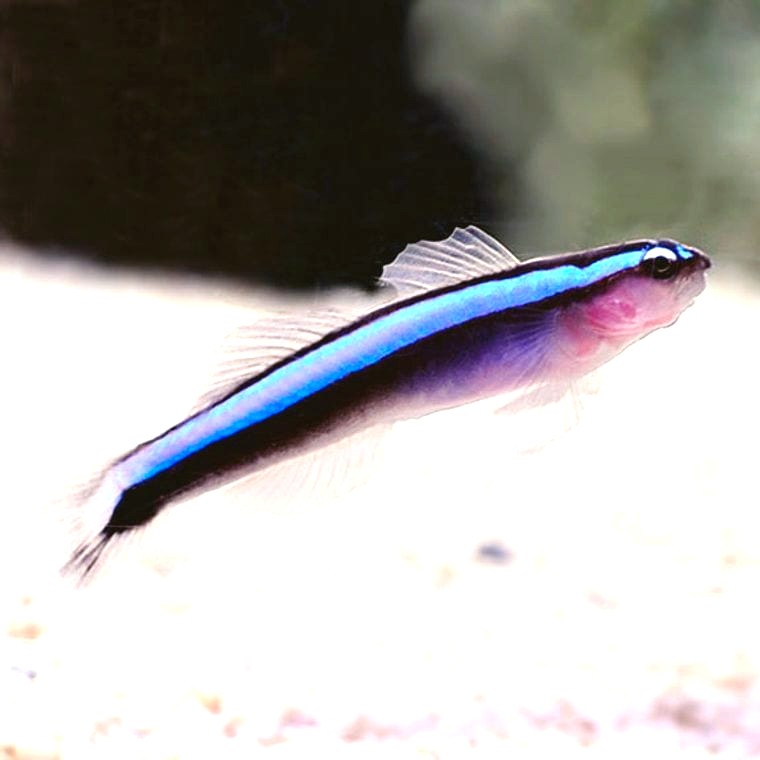 Neon Goby (Elacatinus oceanops)