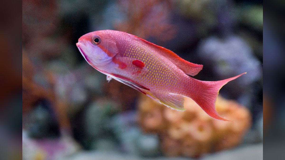 Top 10 Beginner Saltwater Fish That Don’t Outgrow a 40-Gallon Tank — figure 1