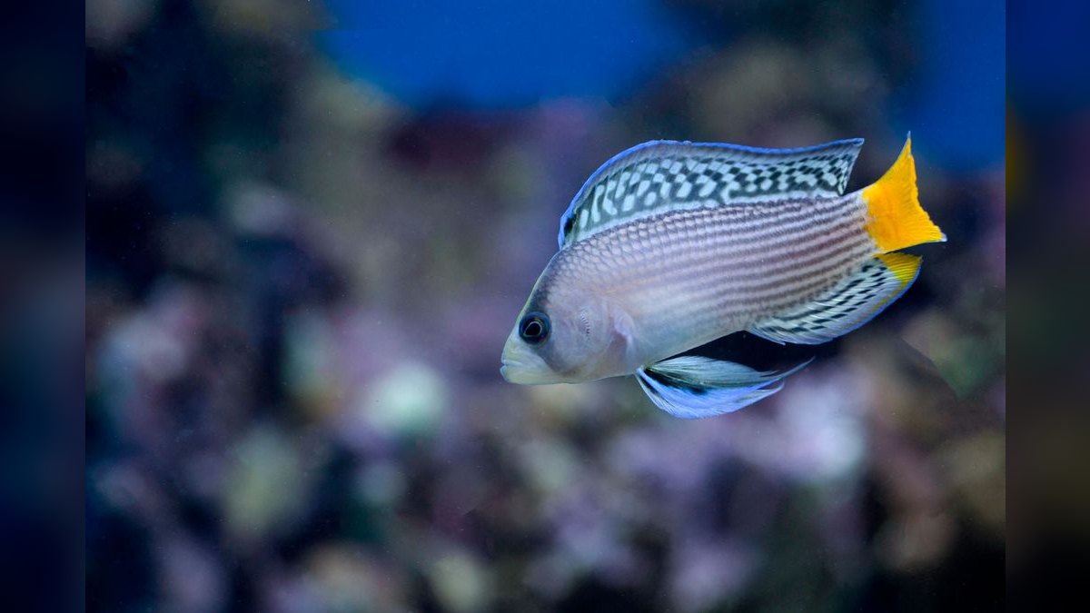 Top 10 Beginner Saltwater Fish That Don’t Outgrow a 40-Gallon Tank — figure 2