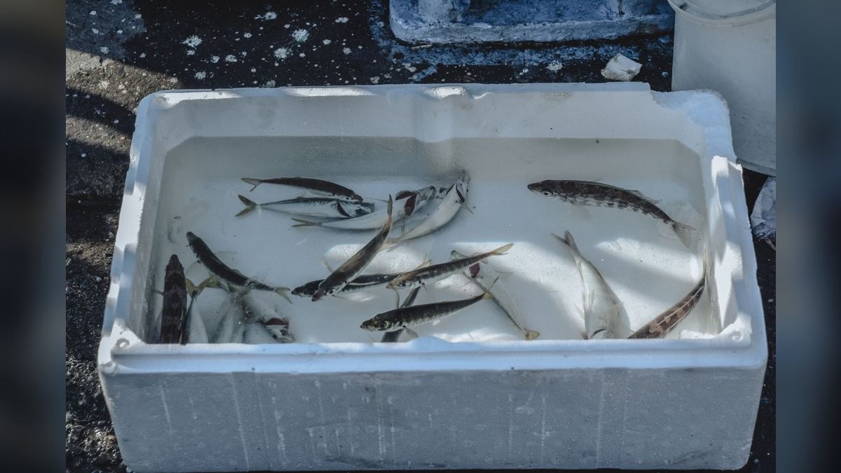 Top 10 Beginner Saltwater Fish That Don’t Outgrow a 40-Gallon Tank — figure 5