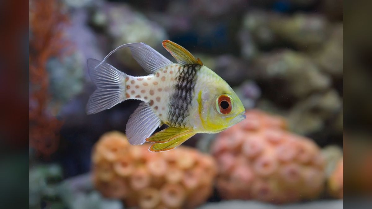 Top 10 Beginner Saltwater Fish That Don’t Outgrow a 40-Gallon Tank — figure 6