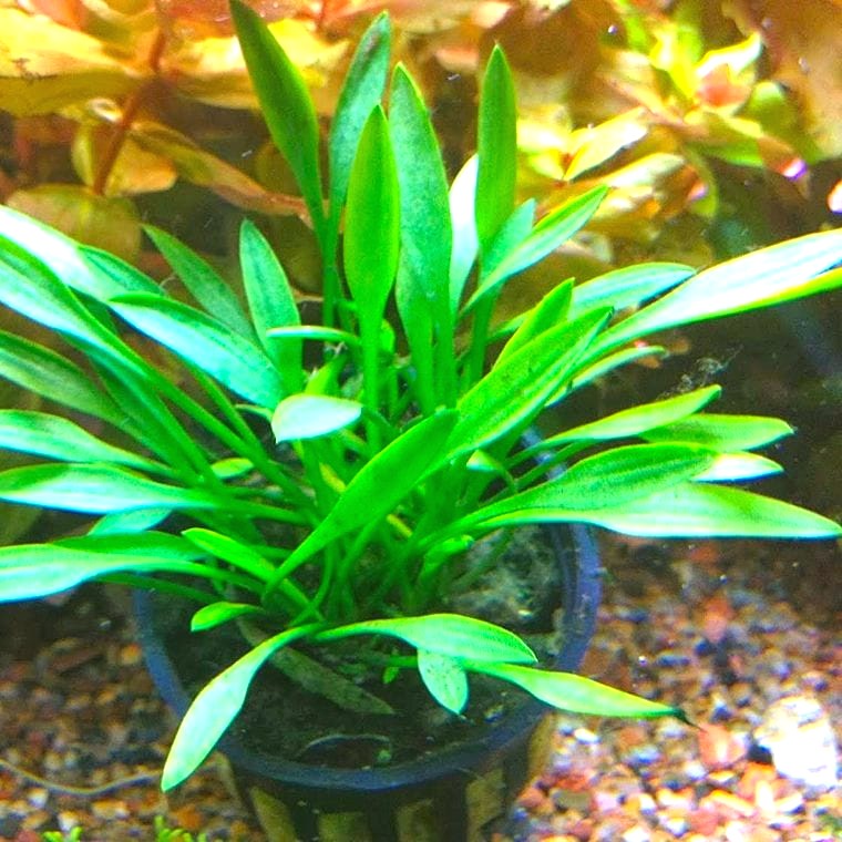 Cryptocoryne parva