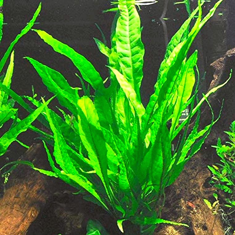 Java Fern (Microsorum pteropus)