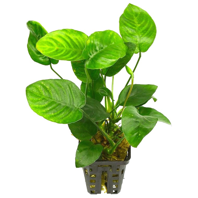 Anubias barteri var. nana