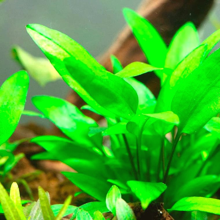 Cryptocoryne wendtii (Green Gecko)