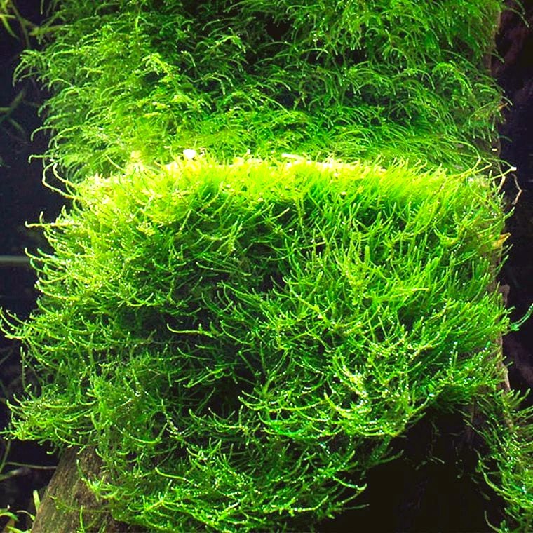 Java Moss (Taxiphyllum barbieri)