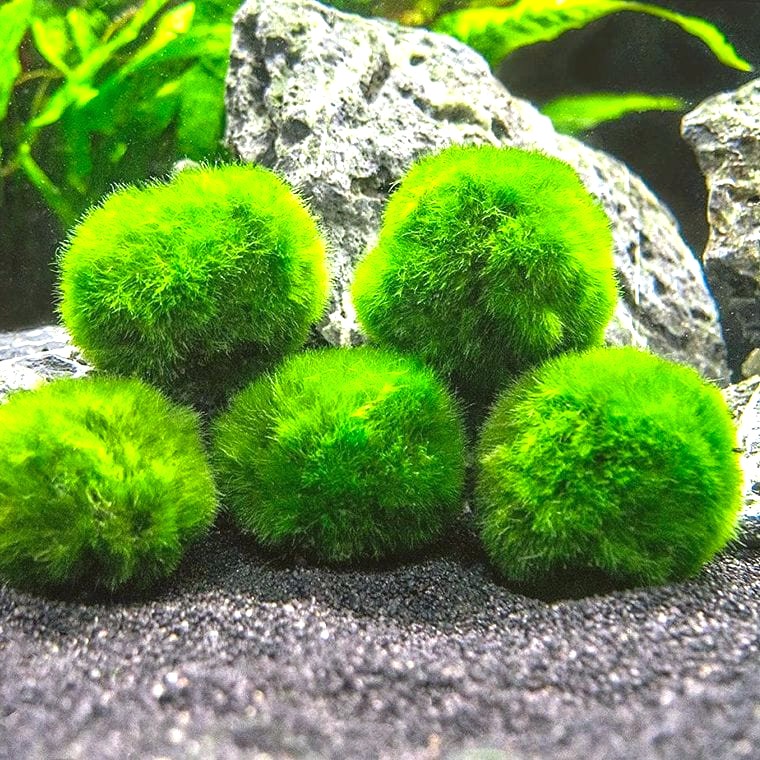 Marimo Moss Ball (Aegagropila linnaei)