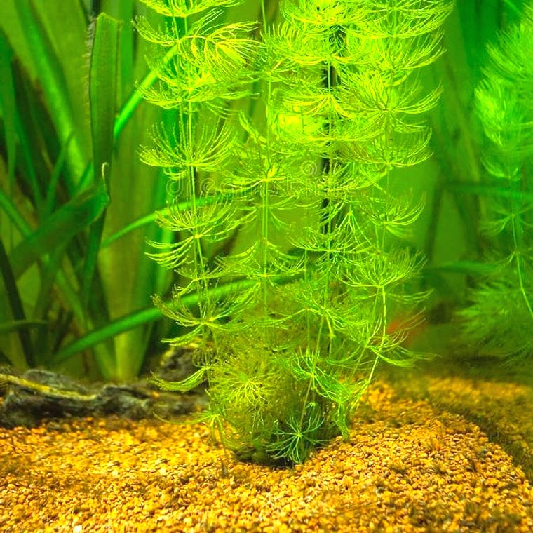 Hornwort (Ceratophyllum demersum)