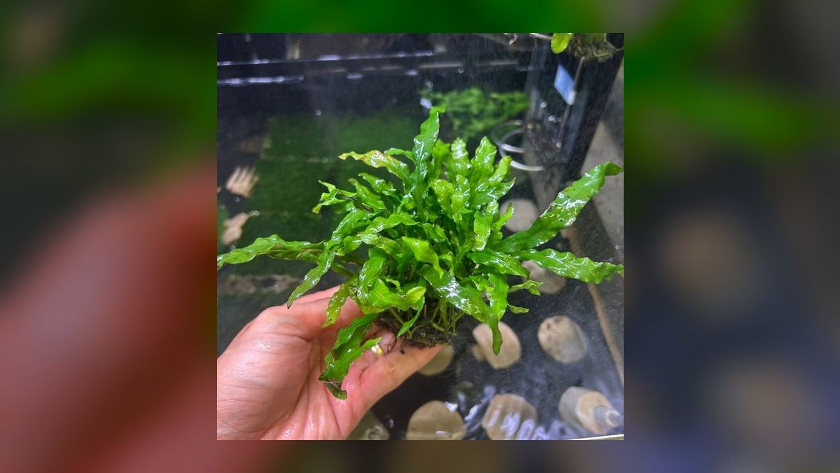 Top 10 Live Plants That Thrive in Low-Light Aquariums in 2027 — figure 1