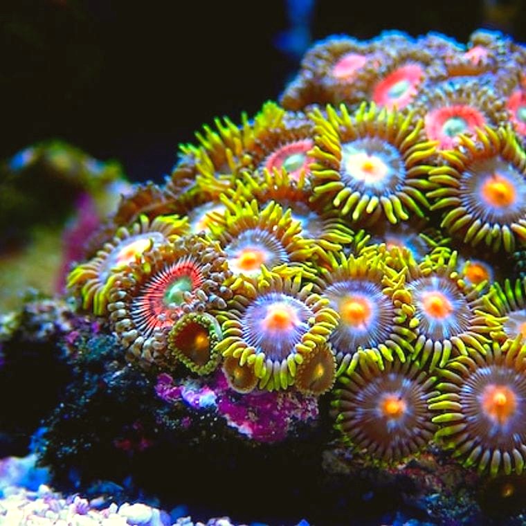 colorful Zoanthid coral colony