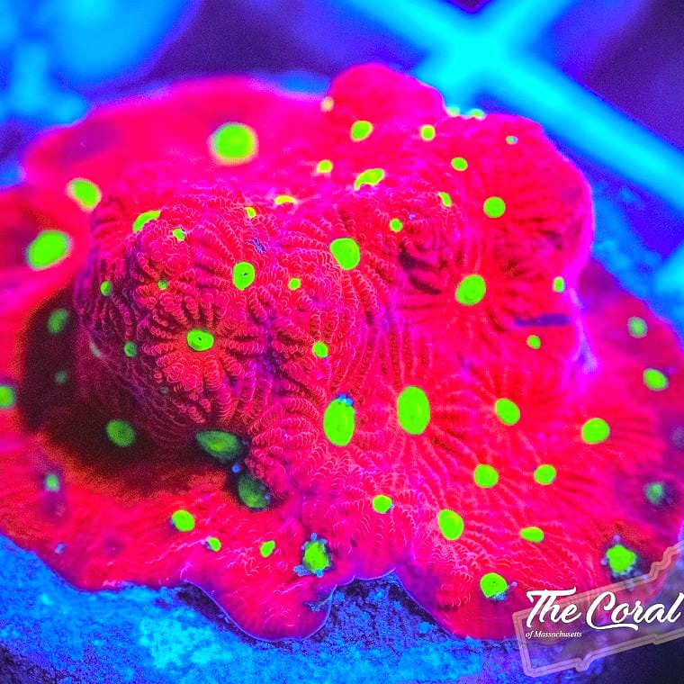 Favites (War Coral)