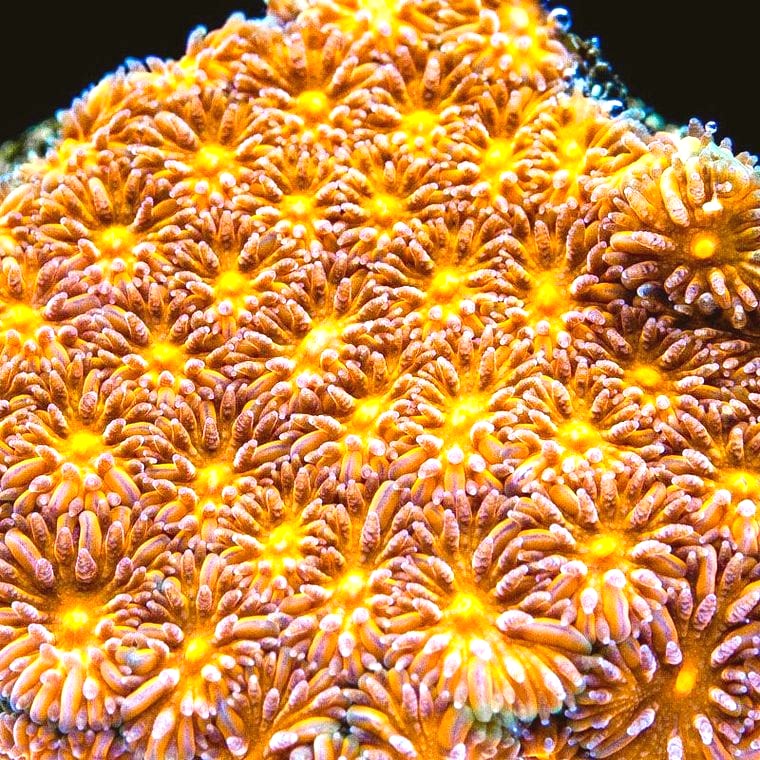 Leptastrea (Leptastrea)
