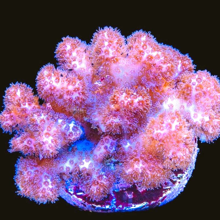 Pocillopora damicornis (Pocillopora)