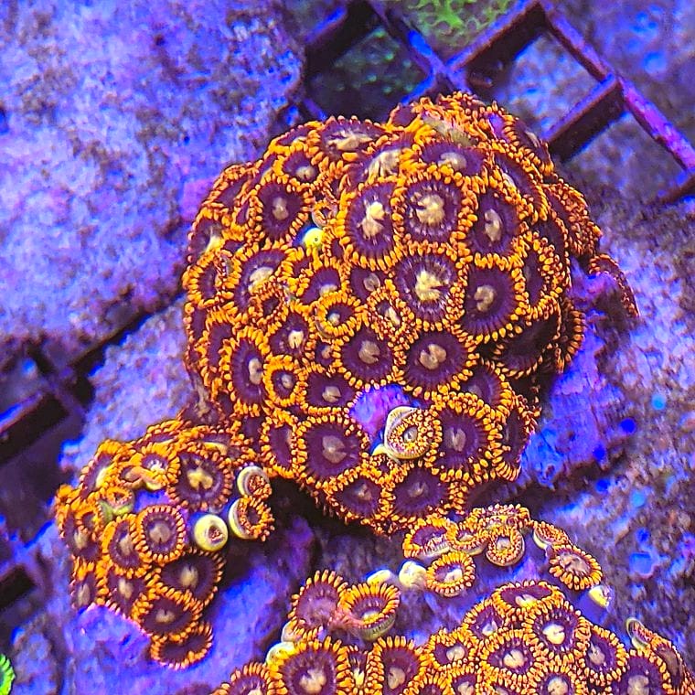 Zoanthus (Zoanthids)
