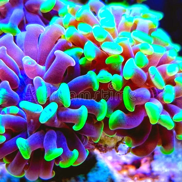 Euphyllia ancora hammer coral