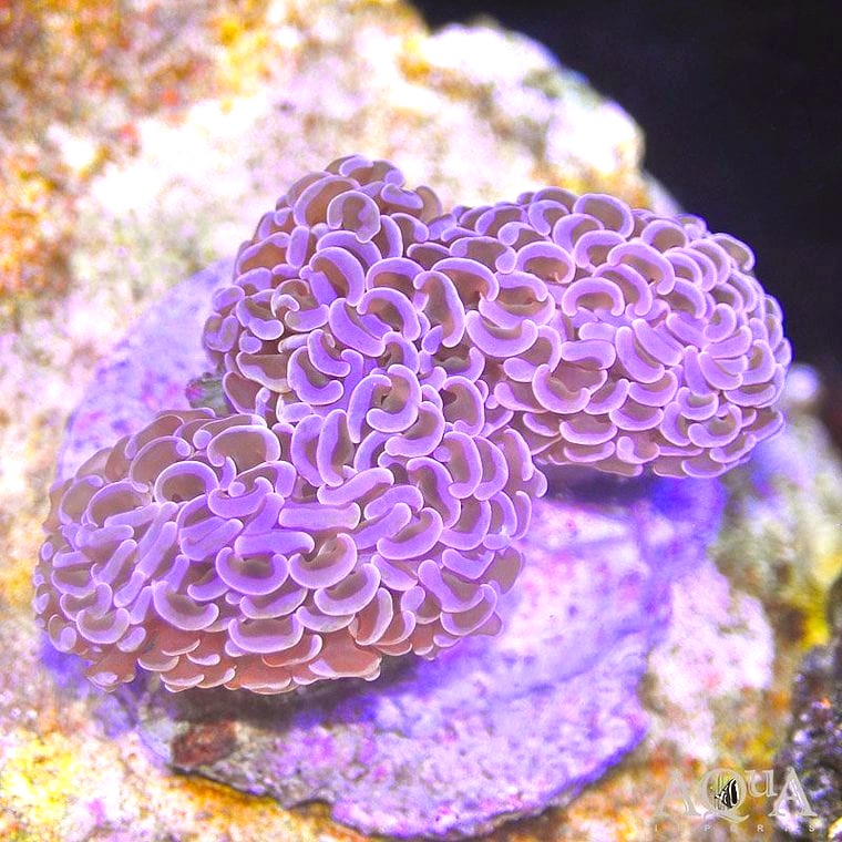 Euphyllia ancora (Hammer Coral)