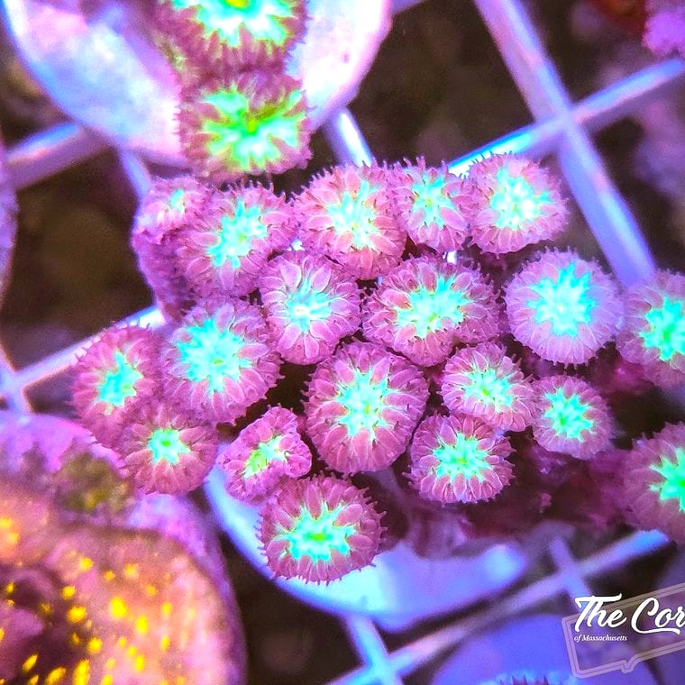 Blastomussa merleti (Blasto)