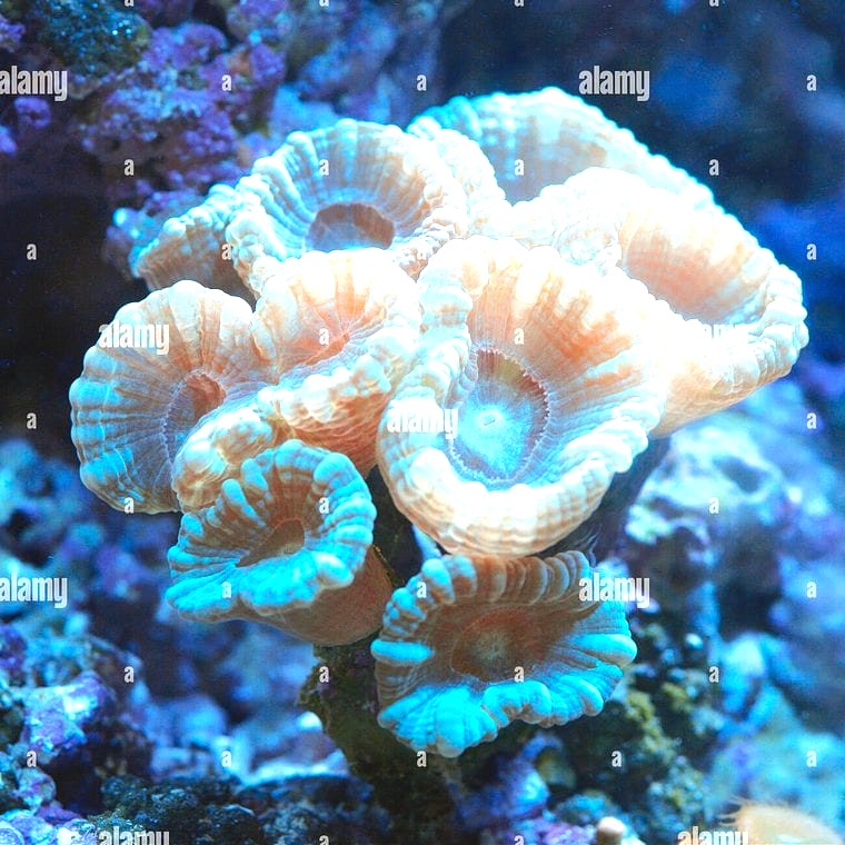 Caulastrea (Candy Cane Coral)