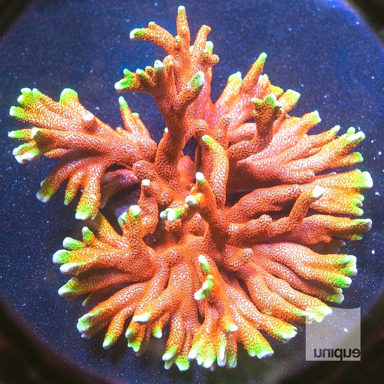 Montipora digitata (Digitata)