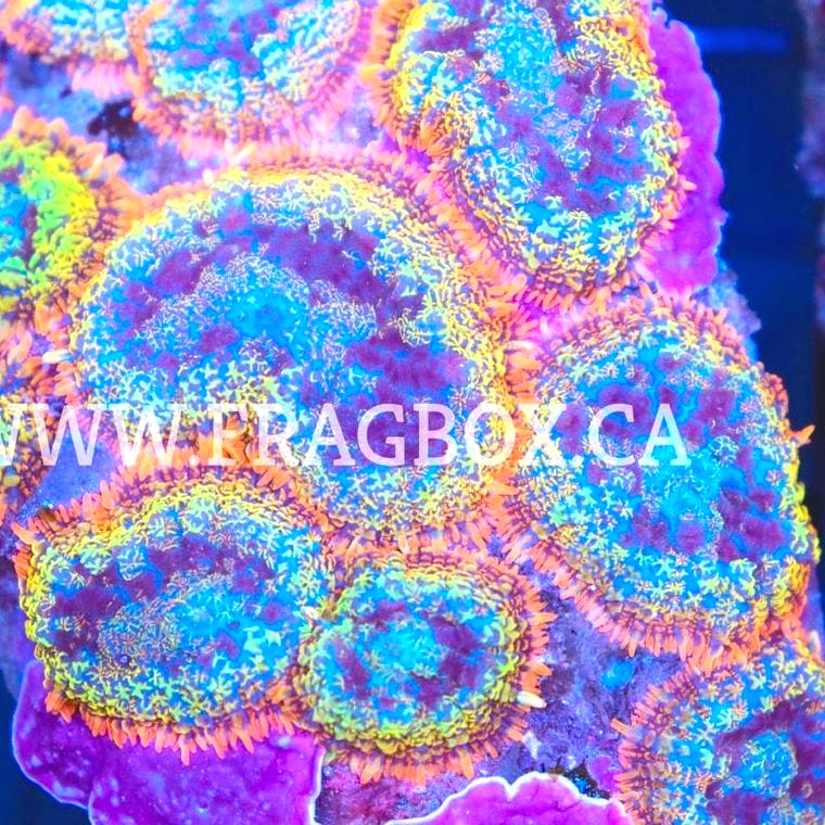 Rhodactis (Mushroom Coral)