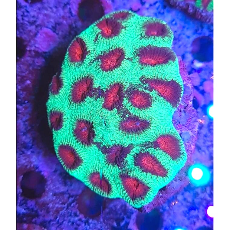 Favia (Moon Coral)