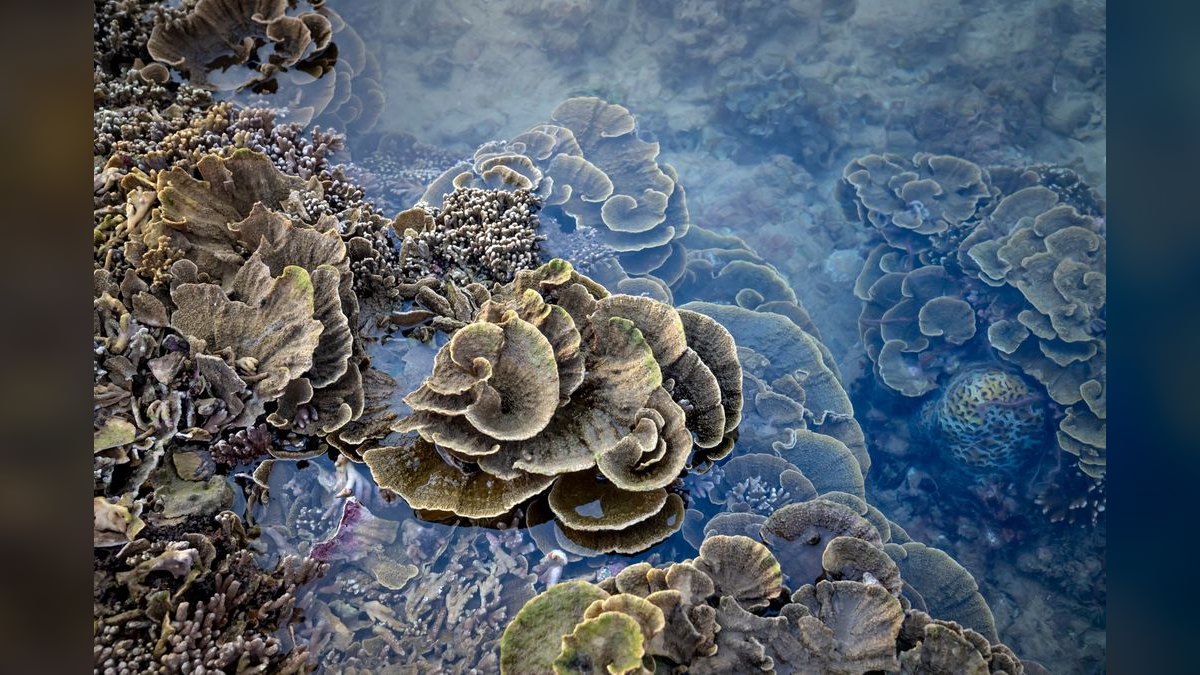 Top 10 Hardy Coral Species for First-Time Reef Keepers — figure 1