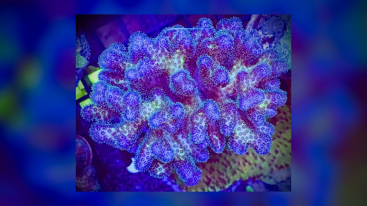 Top 10 Hardy Coral Species for First-Time Reef Keepers in 2027 — figure 10