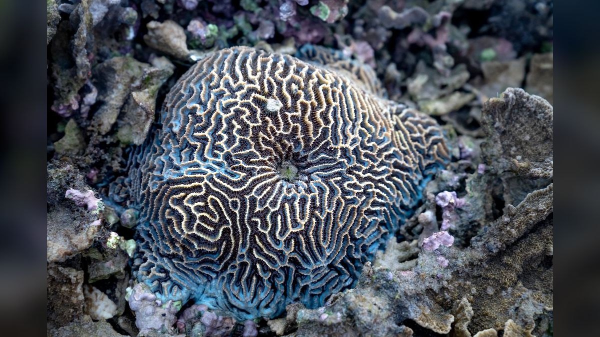 Top 10 Hardy Coral Species for First-Time Reef Keepers — figure 2