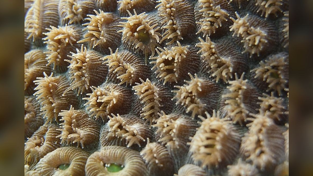Top 10 Hardy Coral Species for First-Time Reef Keepers — figure 3