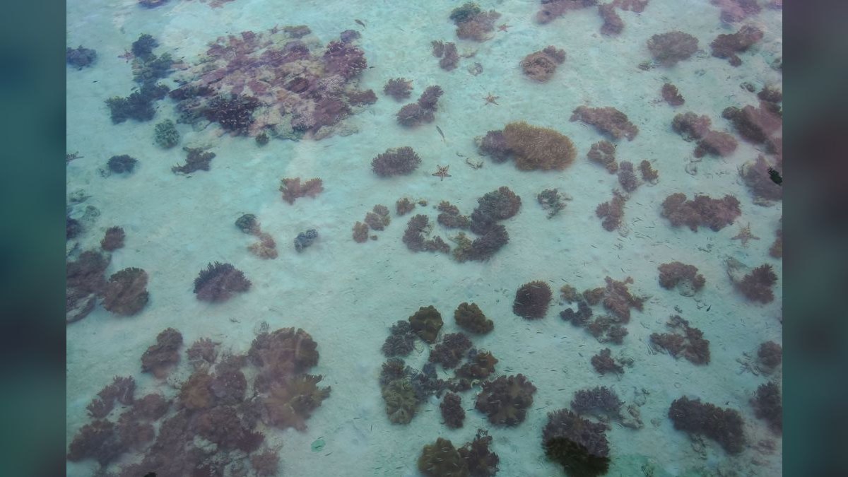 Top 10 Hardy Coral Species for First-Time Reef Keepers — figure 4