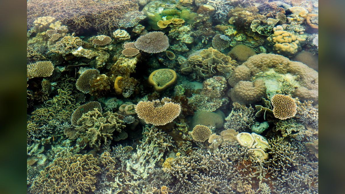 Top 10 Hardy Coral Species for First-Time Reef Keepers — figure 5