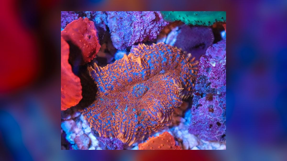Top 10 Hardy Coral Species for First-Time Reef Keepers in 2027 — figure 6