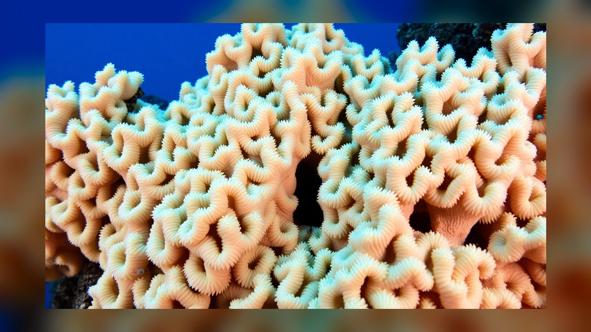 Top 10 Hardy Coral Species for First-Time Reef Keepers in 2027 — figure 7