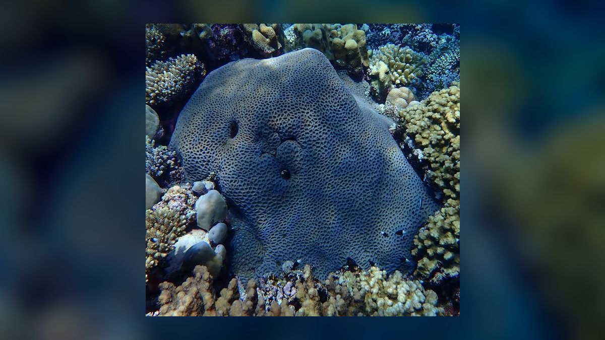 Top 10 Hardy Coral Species for First-Time Reef Keepers in 2027 — figure 8