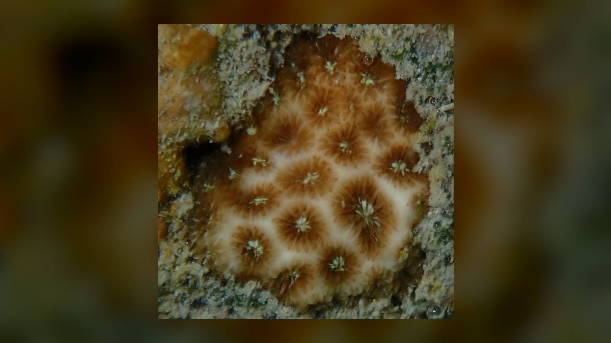 Top 10 Hardy Coral Species for First-Time Reef Keepers in 2027 — figure 9