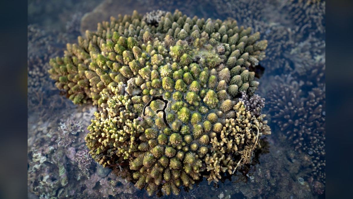 Top 10 Hardy Coral Species for First-Time Reef Keepers in 2027