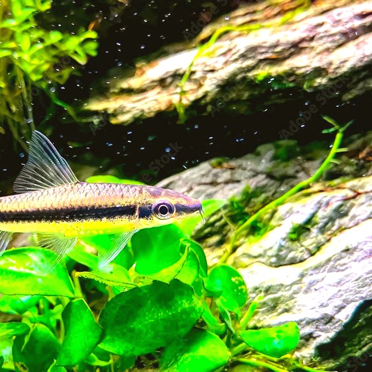 Siamese algae eater Crossocheilus oblongus