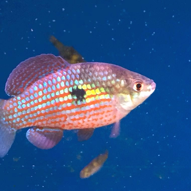 Flagfish (Jordanella floridae)