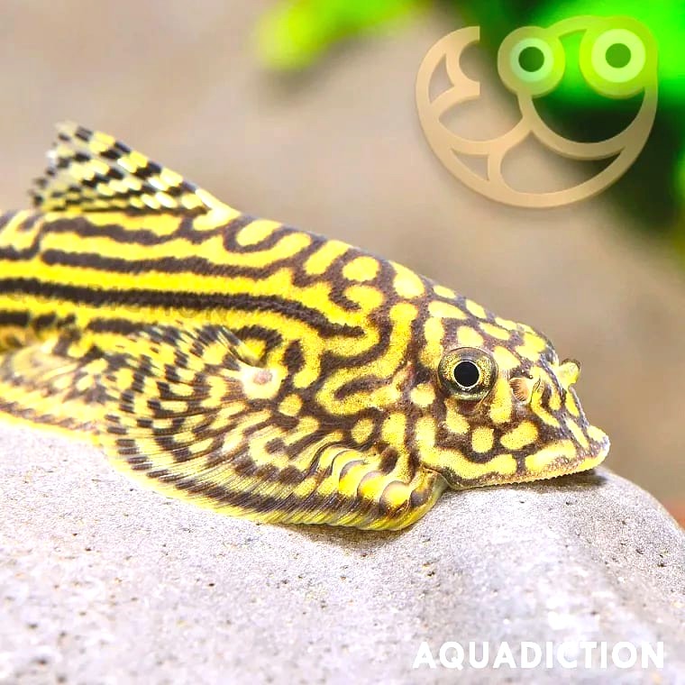 Hillstream Loach (Sewellia lineolata)