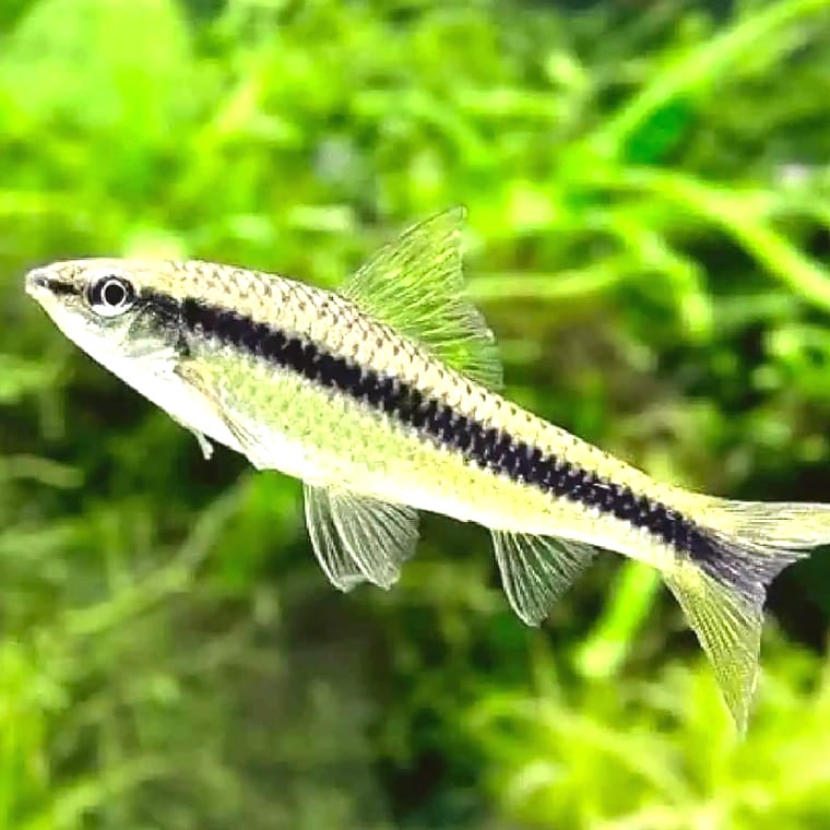 Siamese Algae Eater (Crossocheilus oblongus)