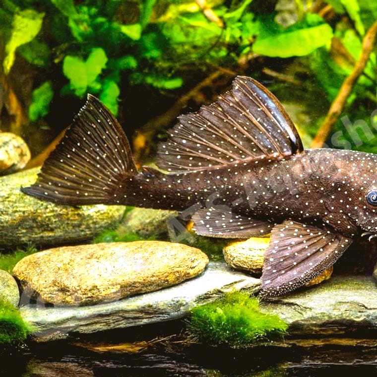 Bristlenose pleco Ancistrus