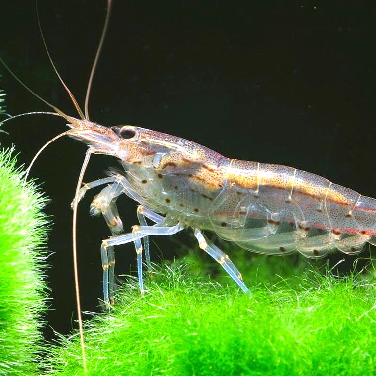Amano Shrimp (Caridina multidentata)
