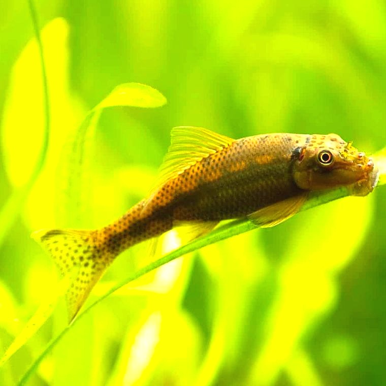 Chinese Algae Eater (Gyrinocheilus aymonieri)