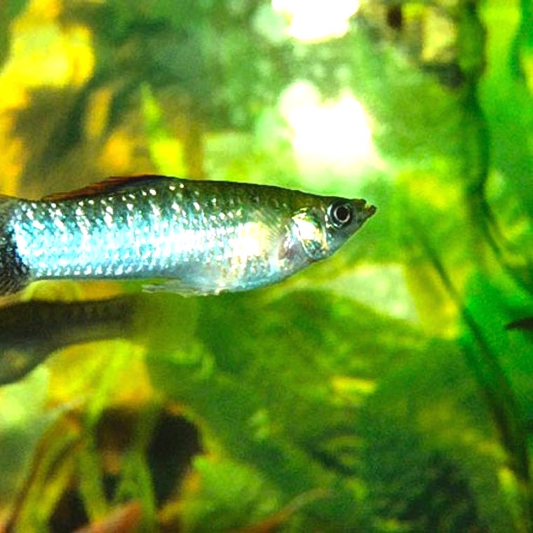 Molly (Poecilia sphenops)