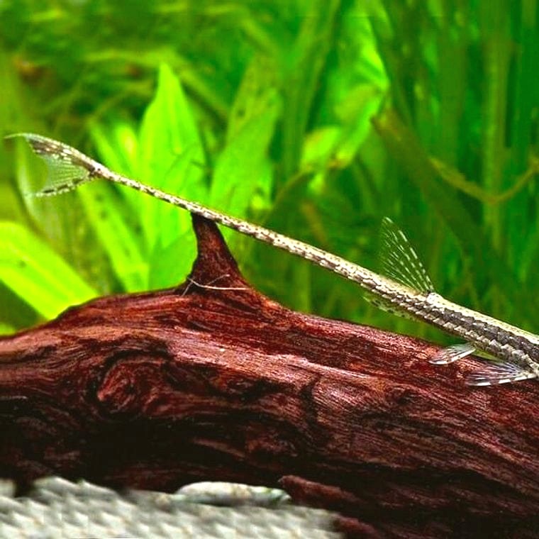 Twig Catfish (Farlowella acus)
